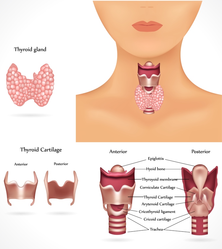 Thyroid Treatment Ocala Chirorpactor